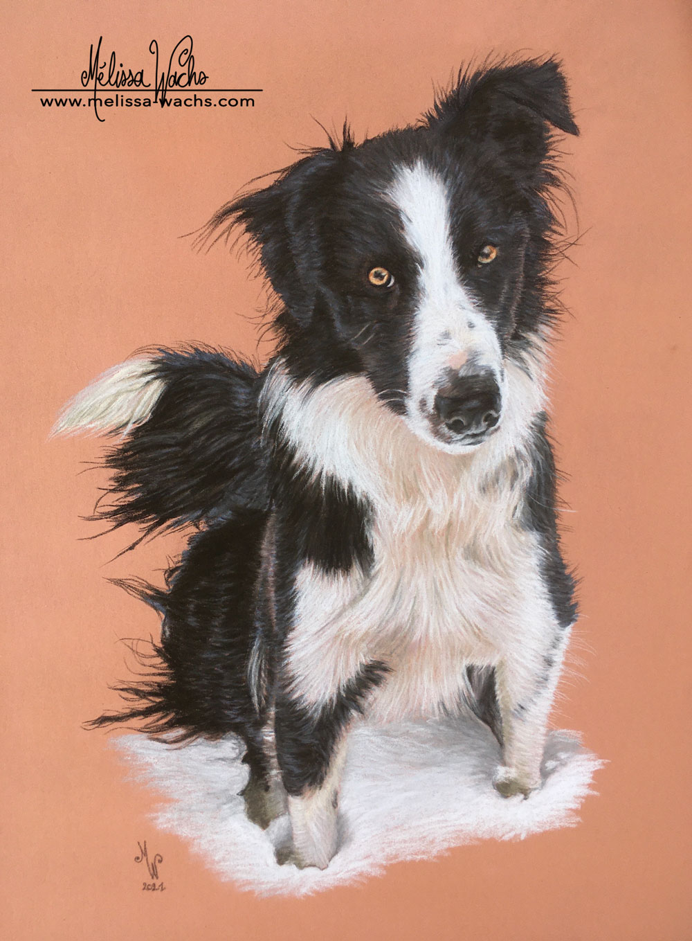 Border Collie pastel drawing by Mélissa WACHS