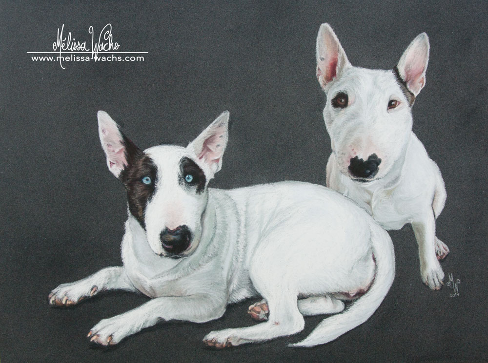 Bull Terrier pastel drawing by Mélissa WACHS