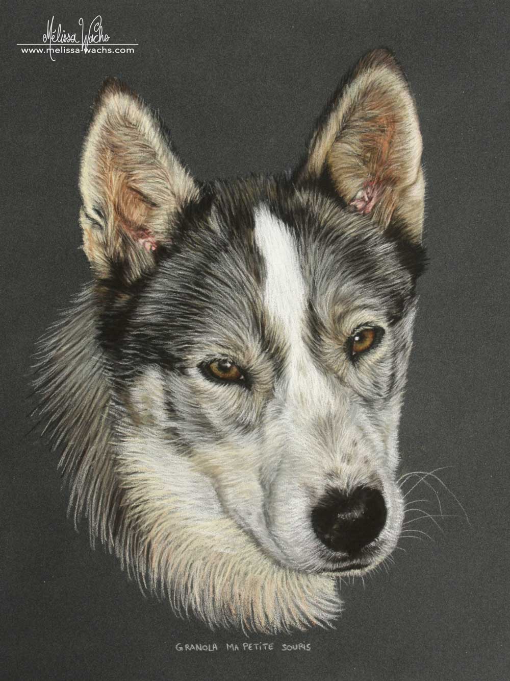 Dog portrait, pastel drawing by Mélissa WACHS