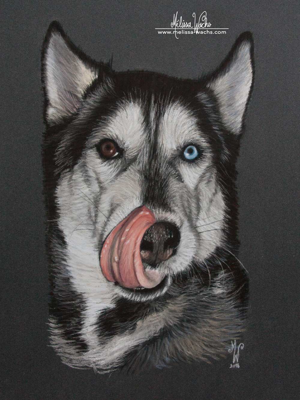 Siberian Husky portrait pastel by Mélissa WACHS