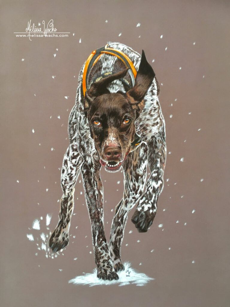 Greyster dog portrait drawing