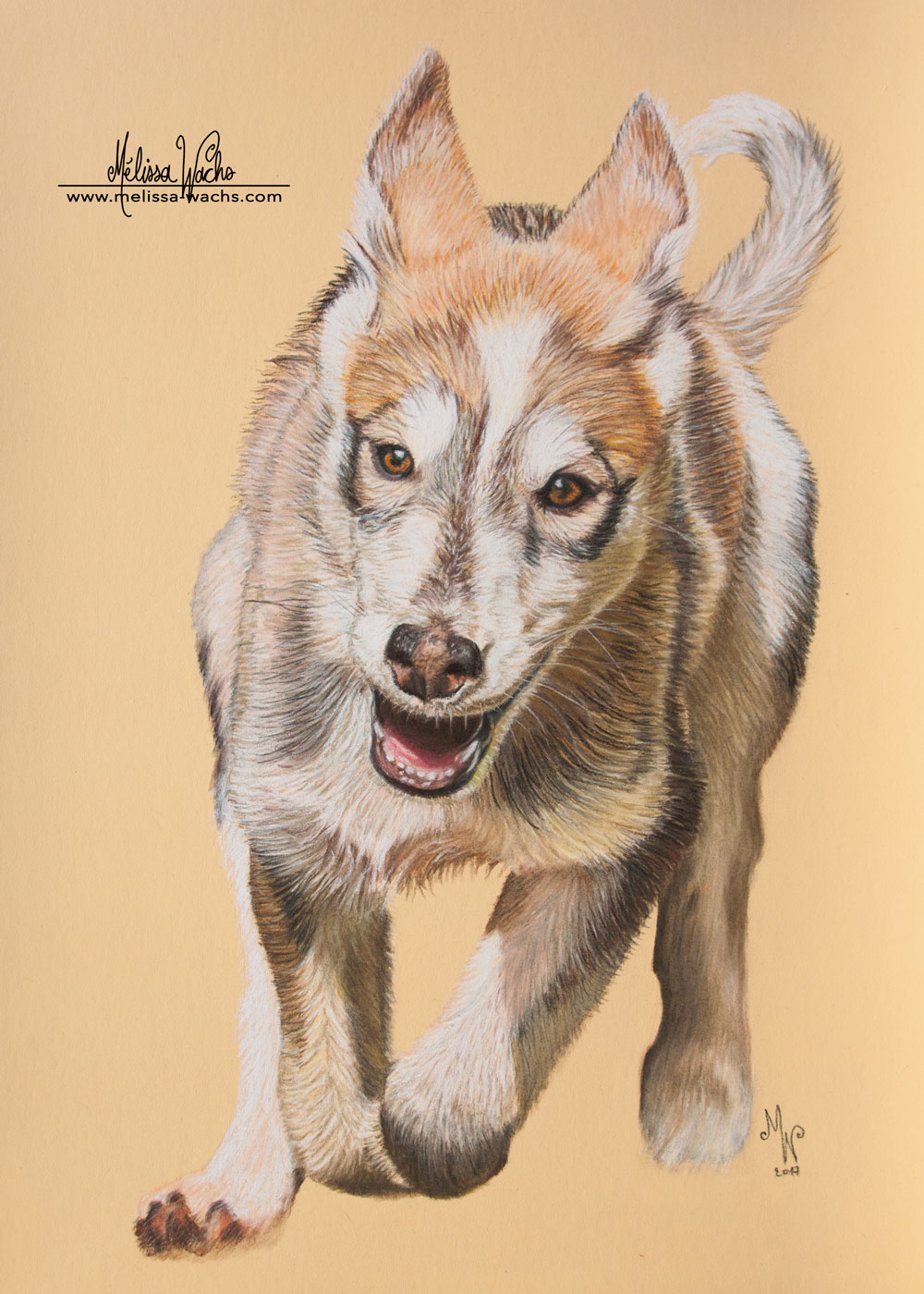 Portrait de Husky de Sibérie par Mélissa WACHS