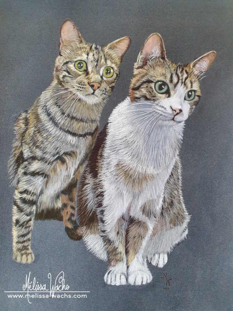 Cats portrait drawing by Mélissa WACHS