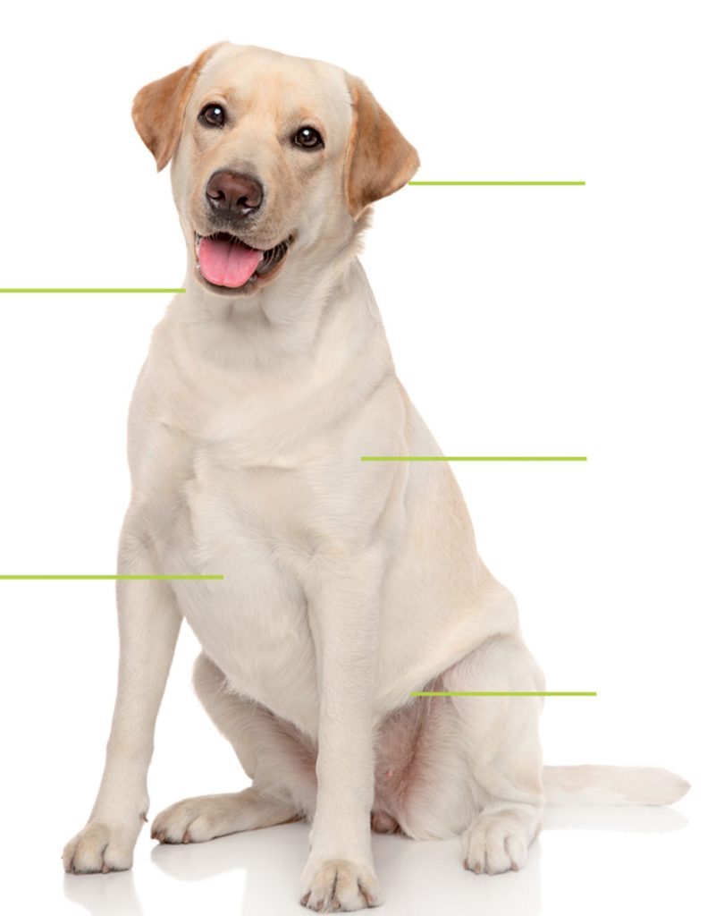 analyse nutritionnelle pour chiens