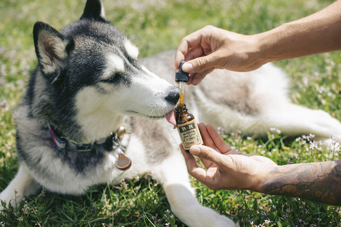 You are currently viewing CBD pour chien stressé : vraie solution ou fausse bonne idée ?