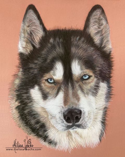 Portrait personnalisé de husky de sibérie