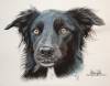 Border Collie portrait drawing by Mélissa WACHS