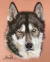 Presonalised dog portrait of a Siberian Husky