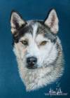 Husky de Sibérie aux pastels par Mélissa WACHS
