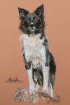 Portrait de border collie aux pastels par Mélissa WACHS
