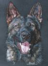German Shepherd pastel drawing by Mélissa WACHS